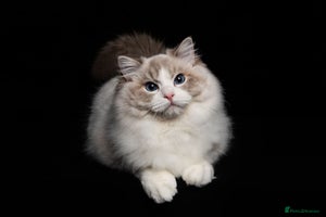 Ragdoll cats - Advert 6