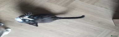 Mixed Breed Kitten 1