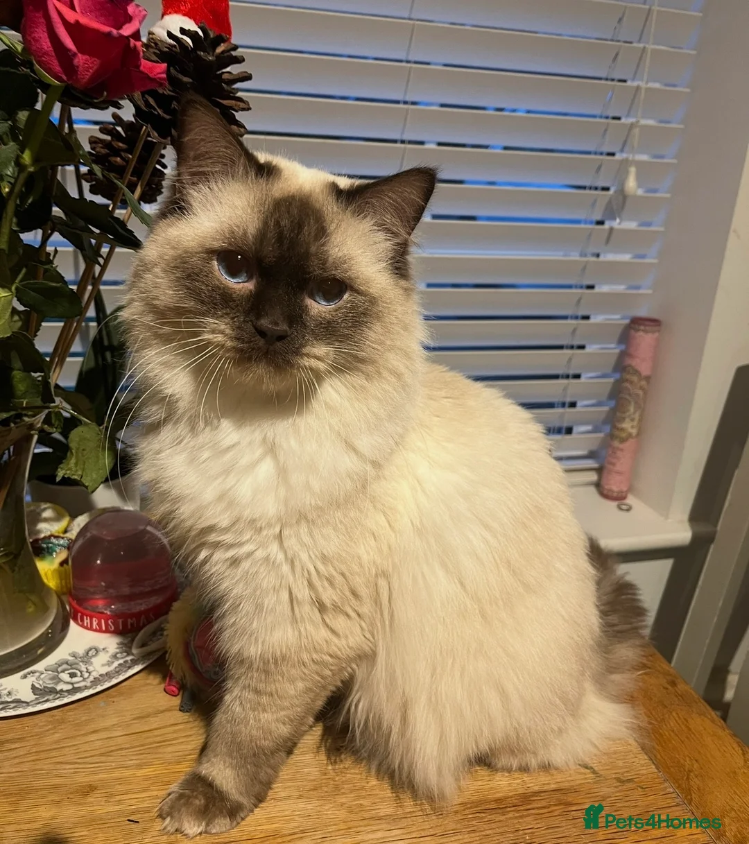 Ragdoll cats for sale: Champion GCCF kittens 🐱  - Advert 10