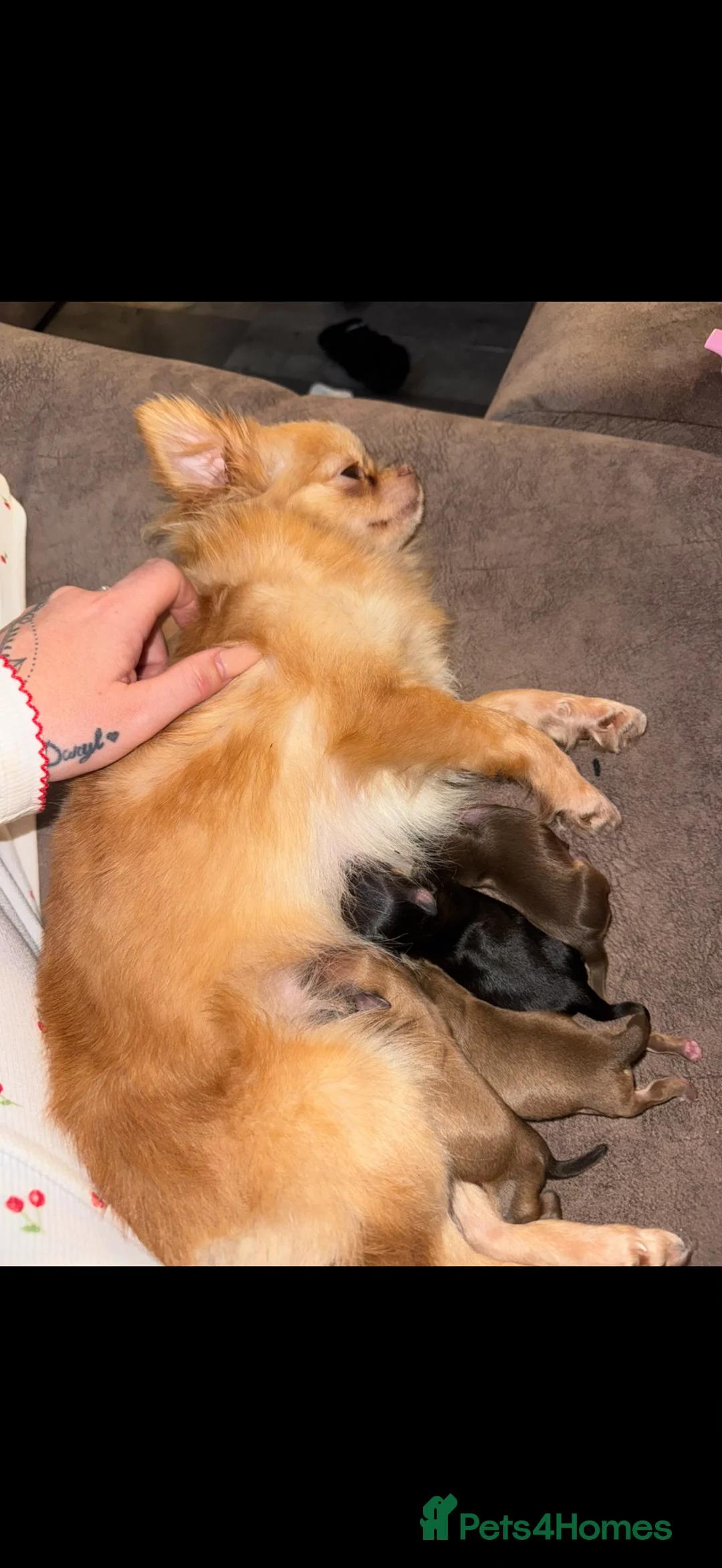 Pomchi dogs for sale: Pomchi litter, 3 girls & 1 boy!!  in Harwich - Advert 1