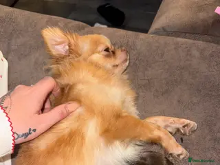 Pomchi dogs Pomchi litter, 3 girls & 1 boy!! - Advert 1