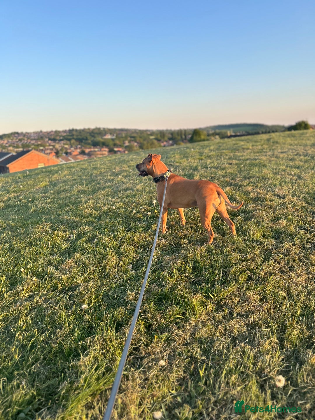 Mixed Breed dogs for sale: Rehome Bonnie  - Advert 7