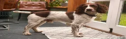 English Springer Spaniel dogs for sale: Gorgeous Liver and White Springer Spaniels - Advert 9