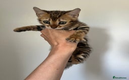 Bengal cats for sale: **LAST ONE** Female Rosetta Bengal - Image 5