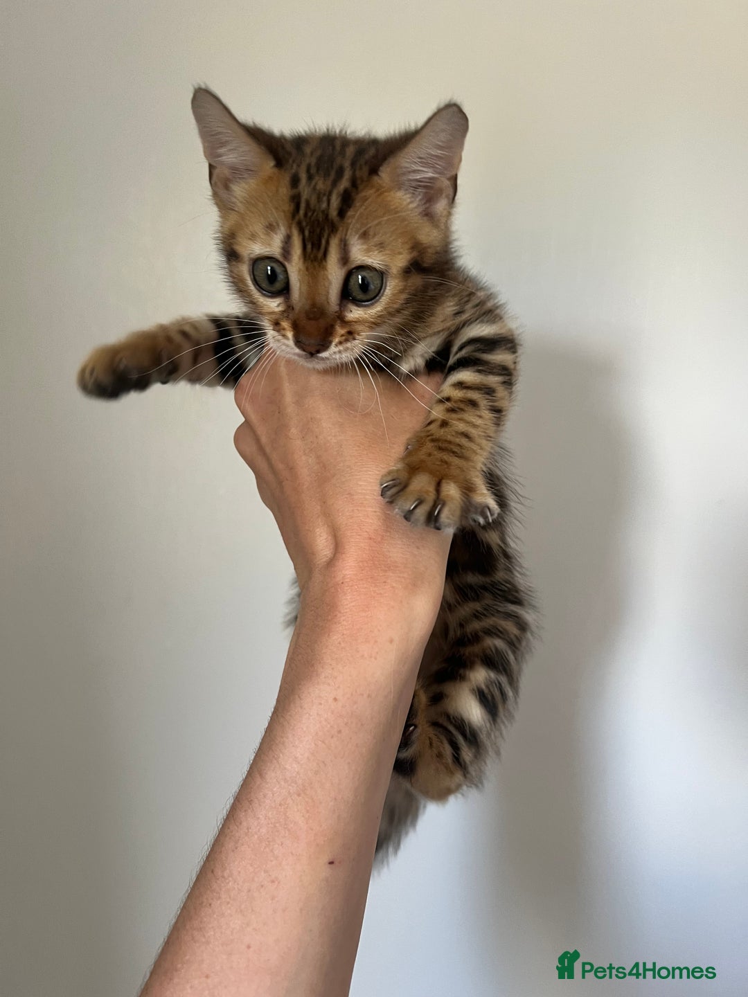 Bengal cats for sale: **LAST ONE** Female Rosetta Bengal - Image 5