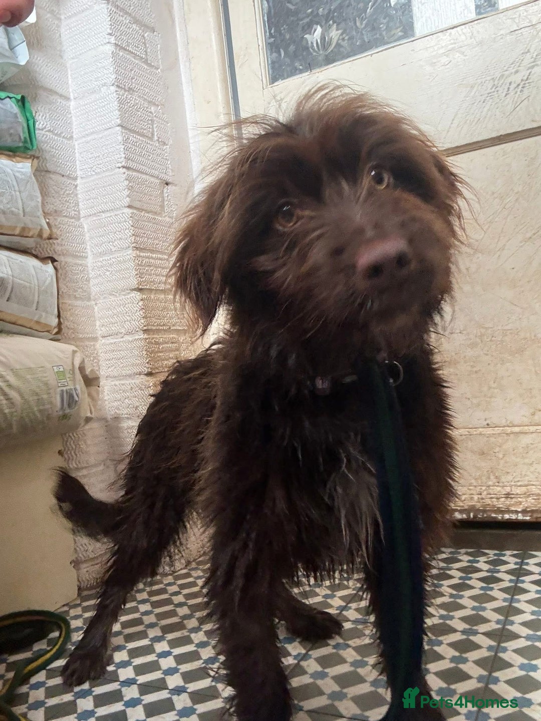 Mixed Breed dogs for adoption: Hazel - Norwich Norfolk  - Advert 11