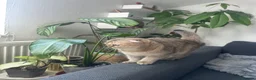 Scottish Fold cats for sale: Female Exotic Scottish in Ilford - Advert 3
