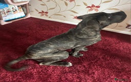 Cane Corso dogs for sale: Italian cane corso puppies  - Image 10