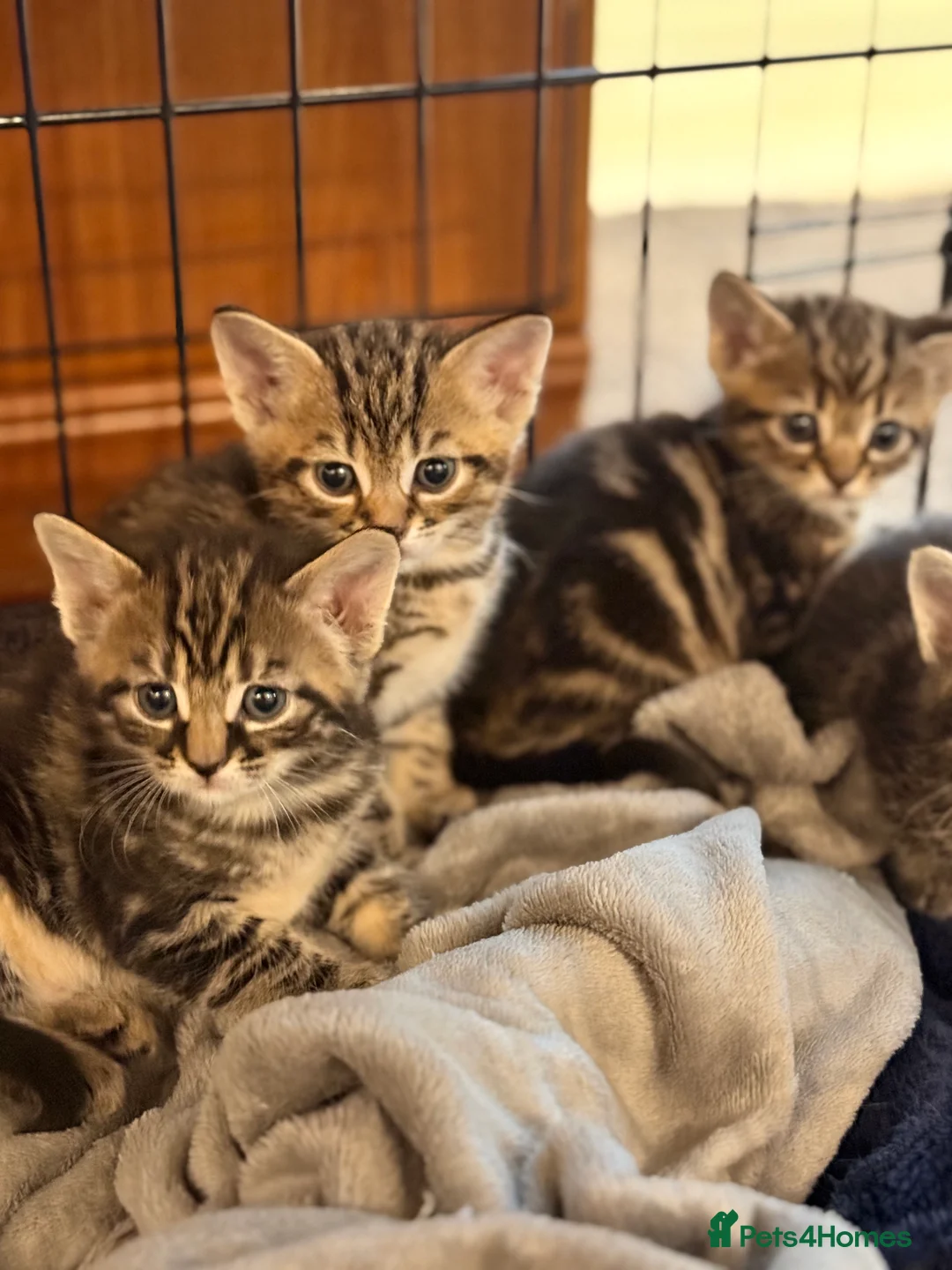 British Longhair cats for sale: Beautiful tabby kittens for sale - ready to go now - Advert 5