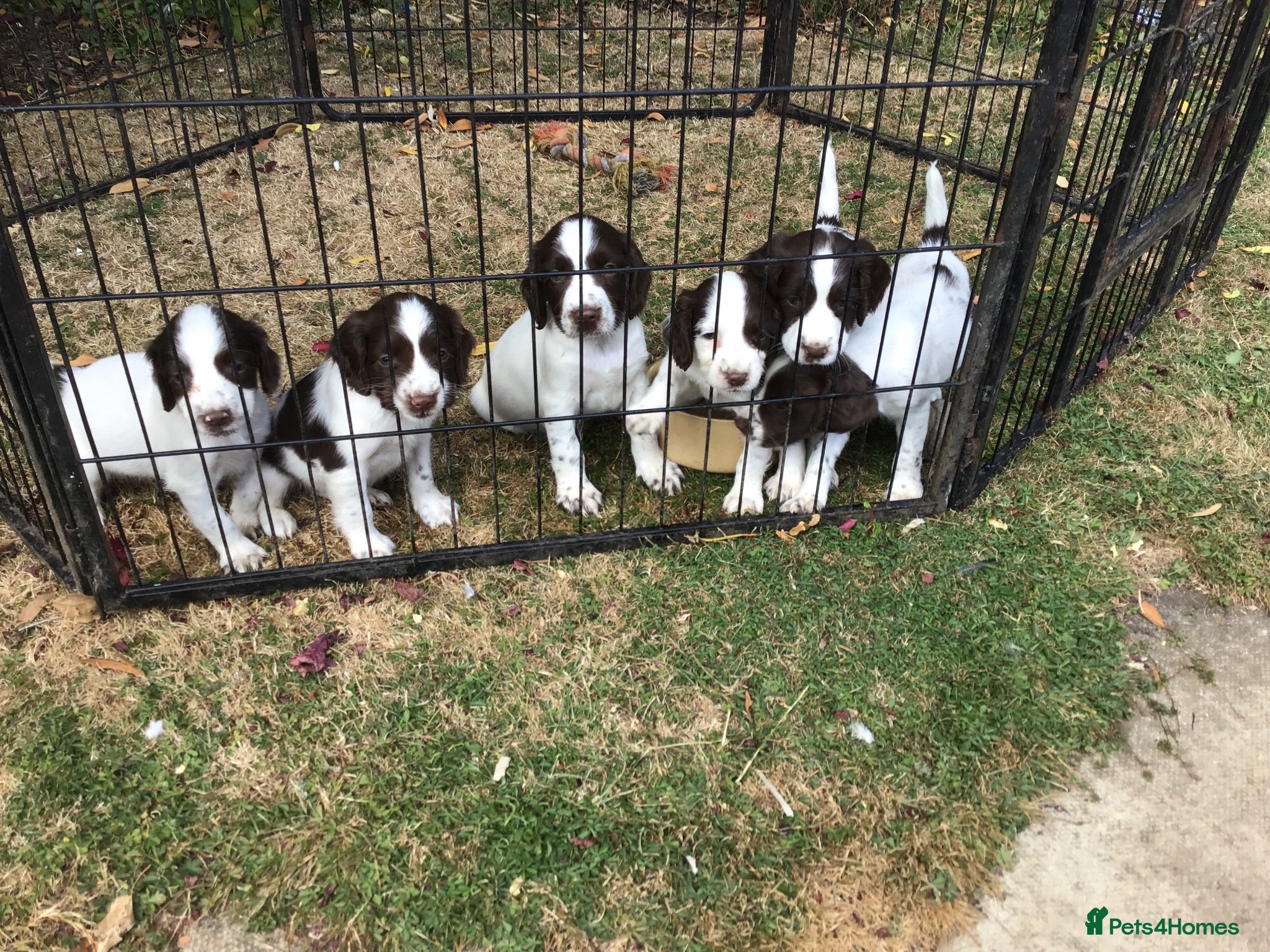 English Springer Spaniel dogs Springer Puppies for Sale - Advert 2