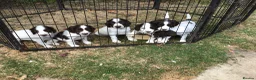 English Springer Spaniel dogs for sale: Springer Puppies for Sale - Advert 3