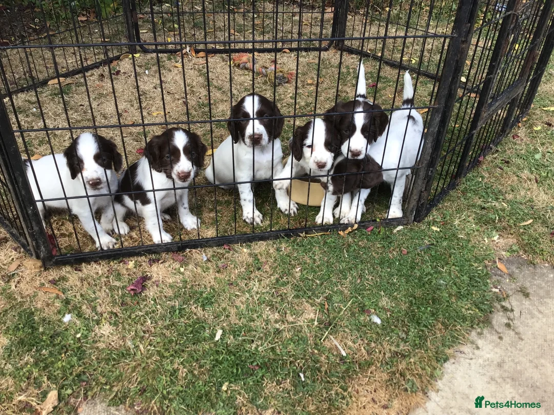 English Springer Spaniel dogs for sale: Springer Puppies for Sale - Advert 2