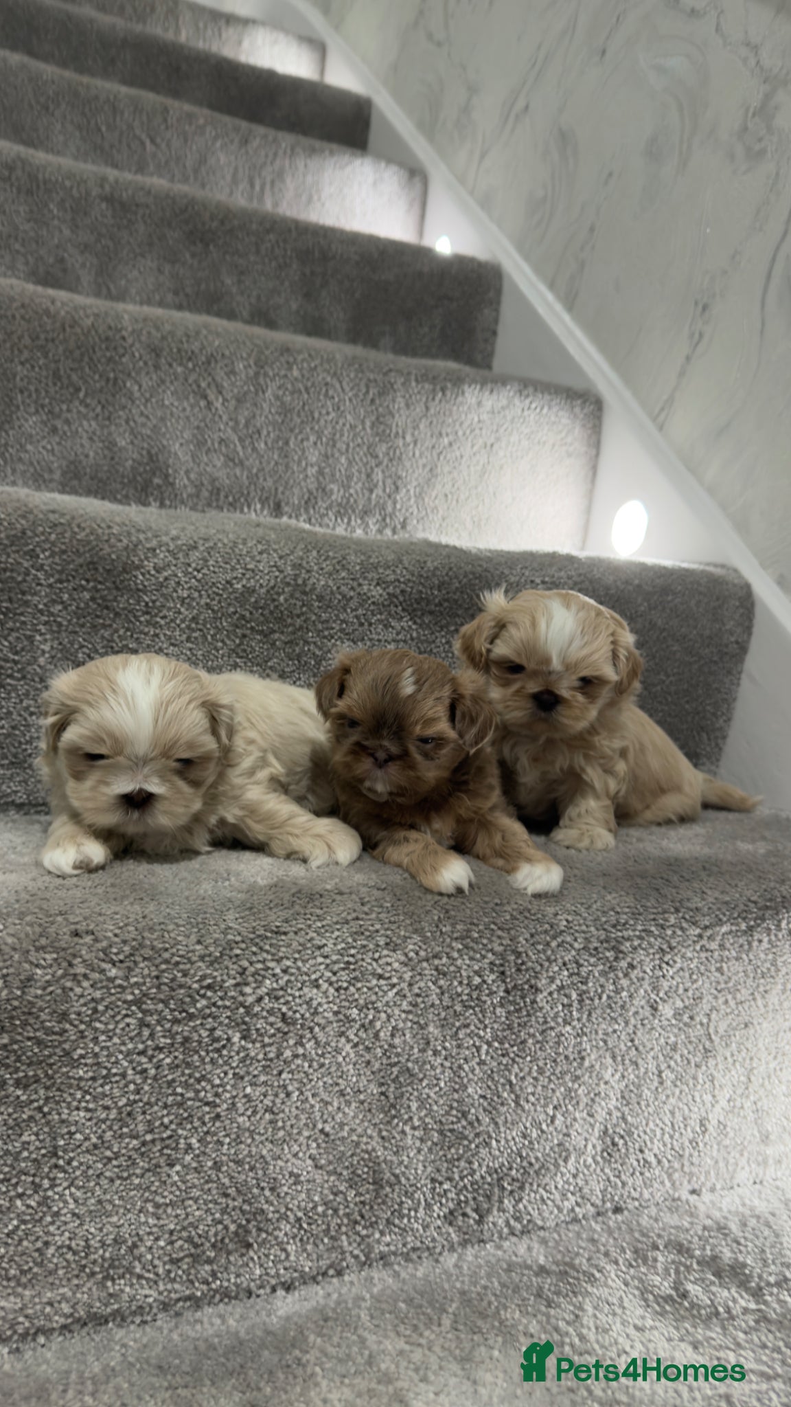 Shih Tzu dogs Stunning Imperial Shih Tzus  - Advert 2