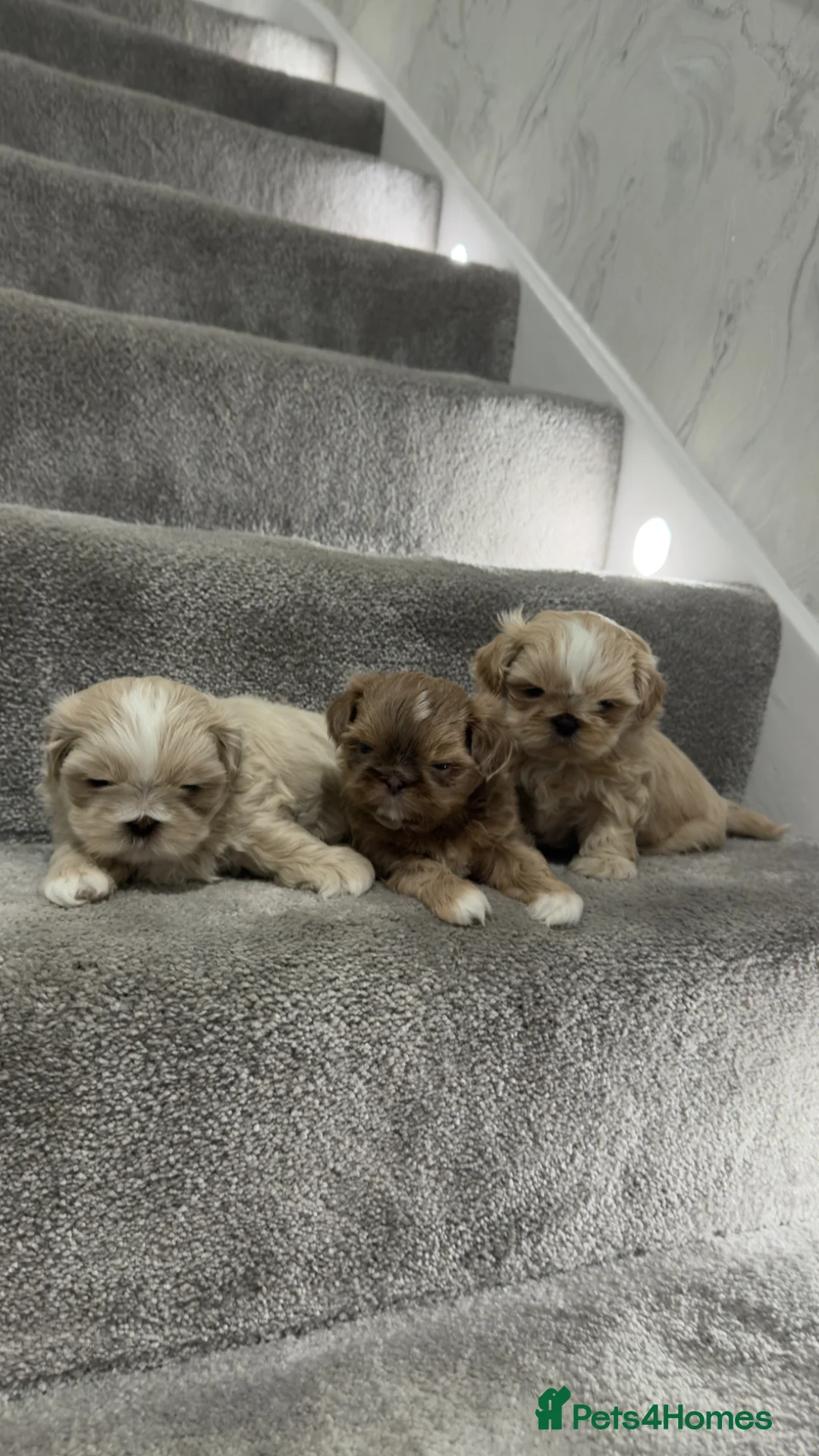 Shih Tzu dogs for sale: Stunning Imperial Shih Tzus  - Advert 2