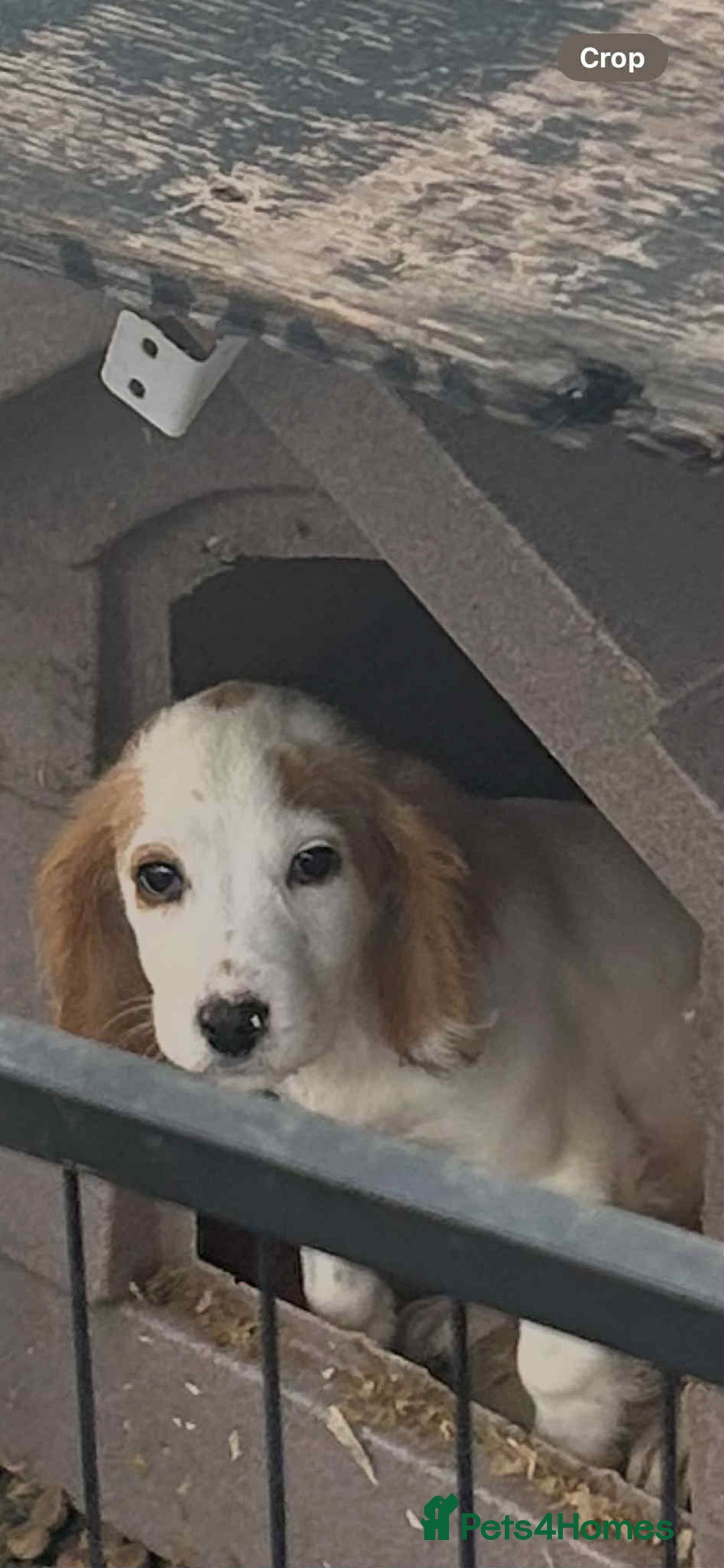 Cocker Spaniel dogs for sale: Beautiful Cocker spaniels girl  - Image 1