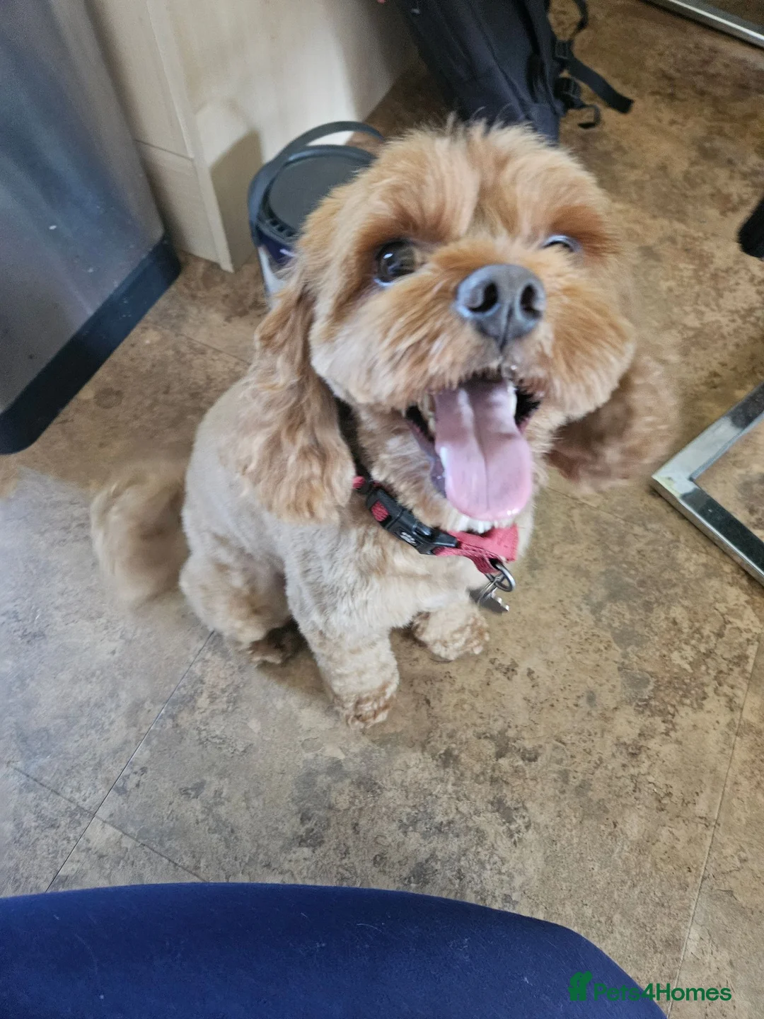Cavapoo dogs for sale: Cavapoo and poodle cross in Ferndown - Advert 2