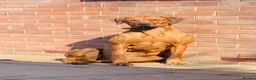 Rhodesian Ridgeback dogs for sale: International a world champion bloodlines - Advert 7