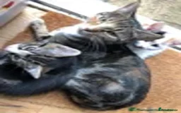 Mixed Breed cats for sale: 2 LEFT: Beautiful kittens in need of good homes - Image 2