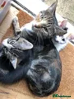 Mixed Breed cats - Advert 14