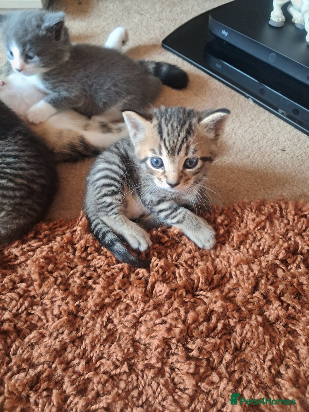 Mixed Breed cats for sale: 2 BEAUTIFUL BOY KITTENS AVAILABLE  - Image 23