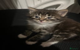 Mixed Breed cats for sale: Gorgeous fluffy kittens well socialised - Image 4