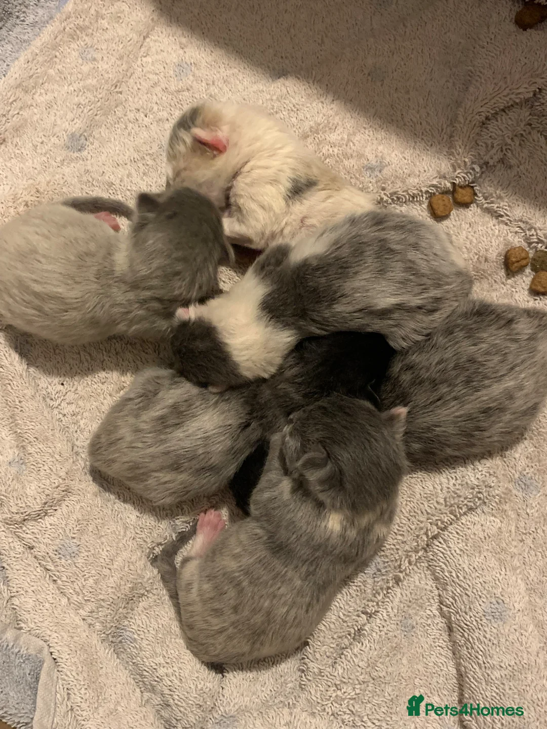 Maine Coon cats for sale: Main coon cross kittens - Advert 1