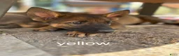Mixed Breed dogs for sale: Malinois x german shepherd  - Advert 4