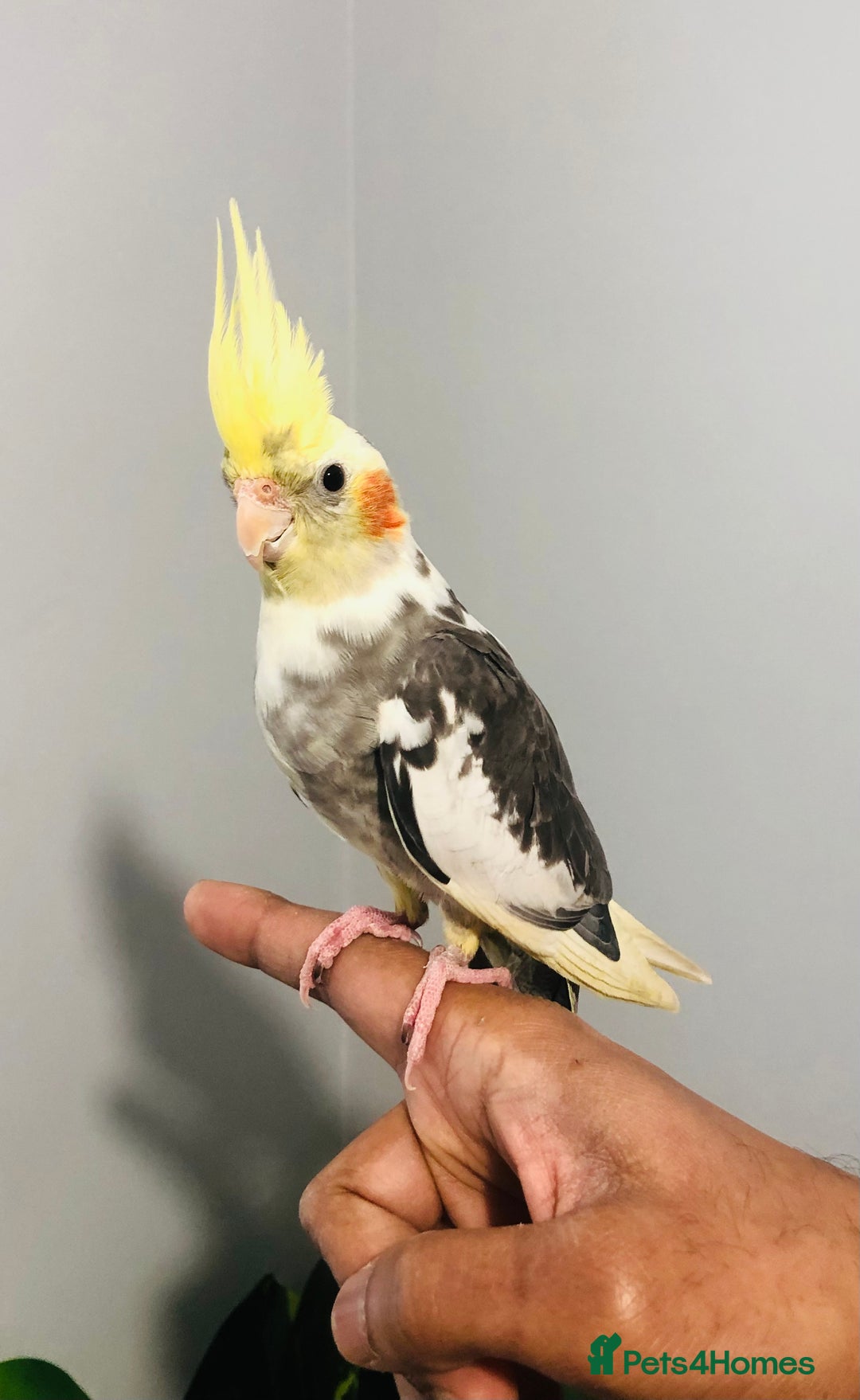 Canaries birds for sale: Beautiful young cockatiels for sale. - Advert 2