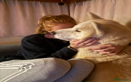 Siberian Husky dogs for sale: White male husky- 3 years old - Image 6