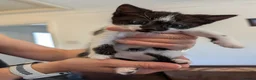 Mixed Breed cats for sale: Beutiful Mixed Breed Kittens in Alcester - Advert 3