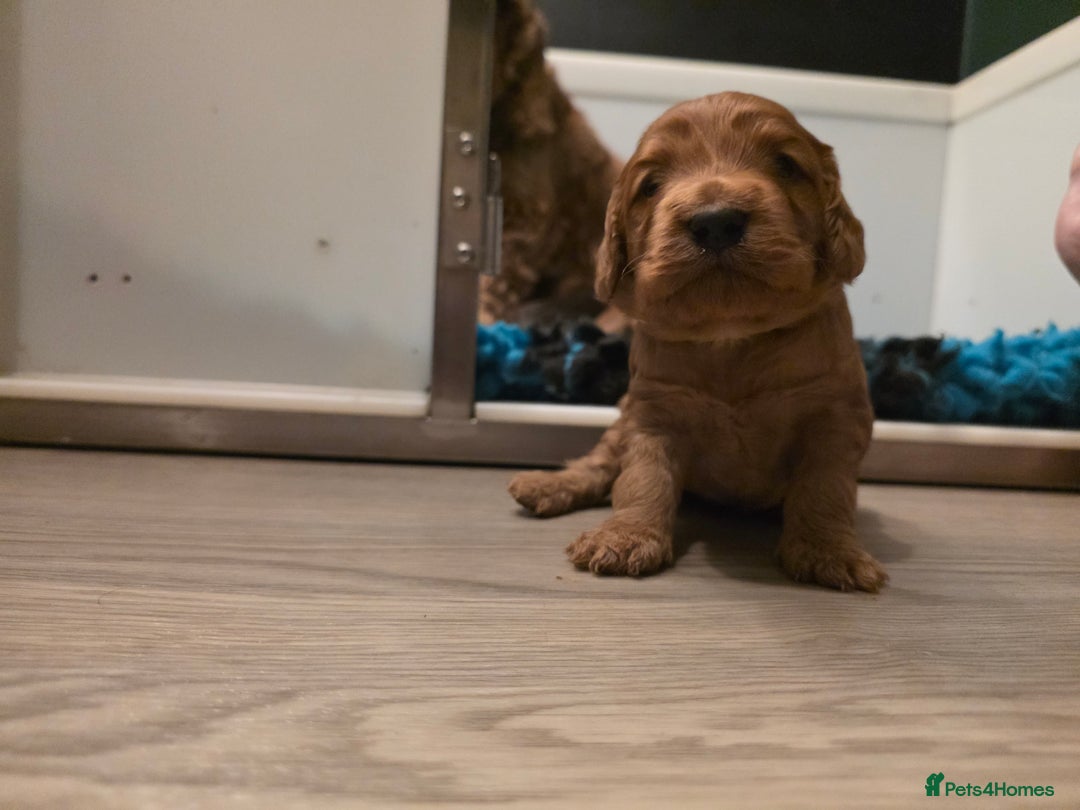 Cockapoo dogs for sale: Beautiful F1 Cockapoo Puppies - Advert 9