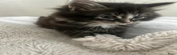 Siberian cats for sale: Siberian Cross breed, stunning litter of 5 kittens - Advert 15