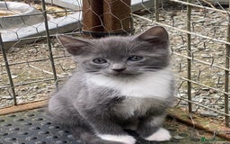 Mixed Breed cats for sale: Farm reared kitten check location before enquiring - Image 5