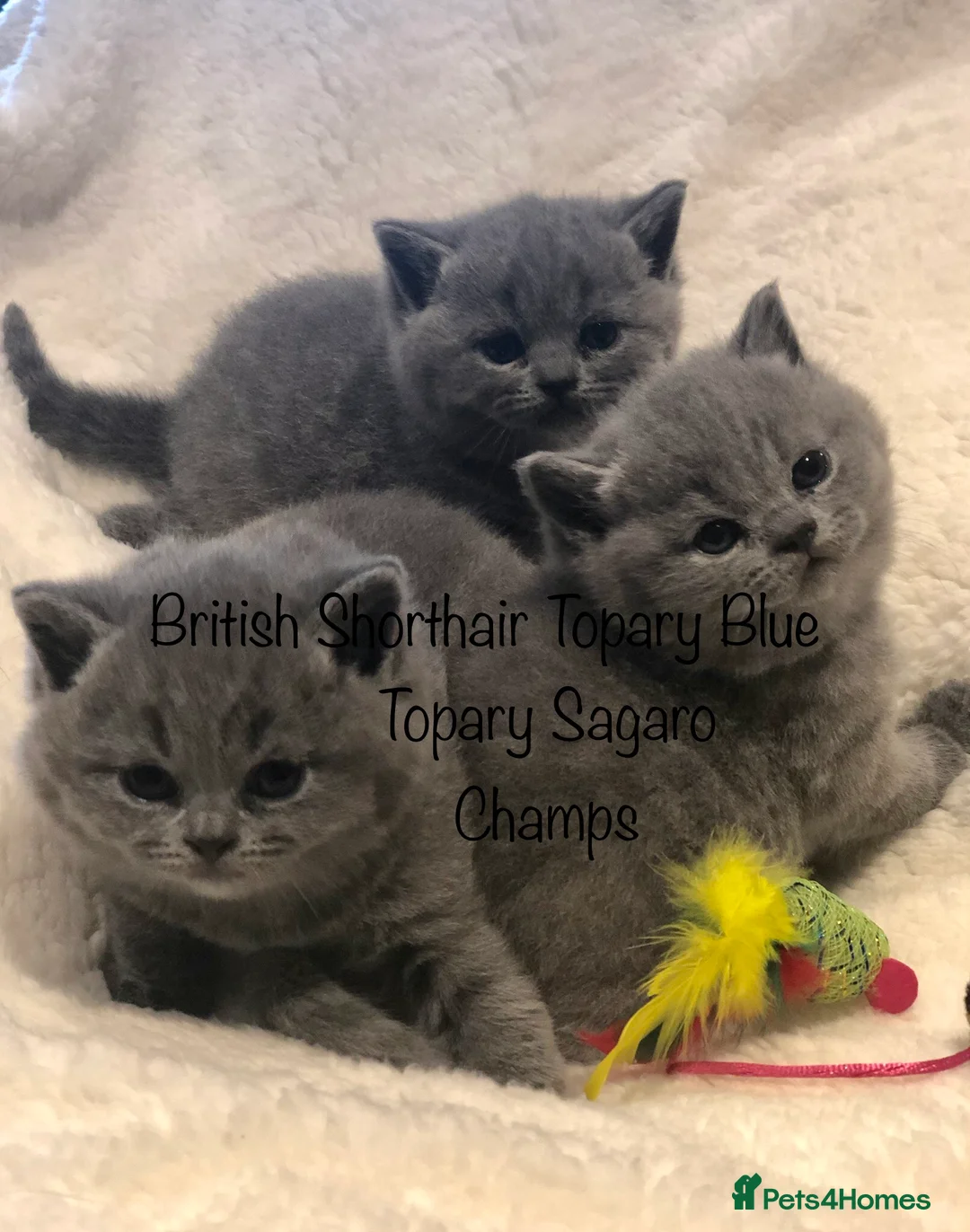 British Shorthair cats for stud: Proven Stud/Blood B/Choc carrier TICA/GCCF REG in Dartford - Advert 22
