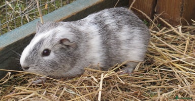 Guinea Pig rodents - Advert 7