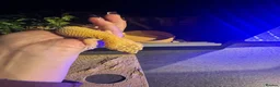 Leopard Gecko reptiles for sale: Leopard Gecko Female & Full vivarium set up - Advert 18