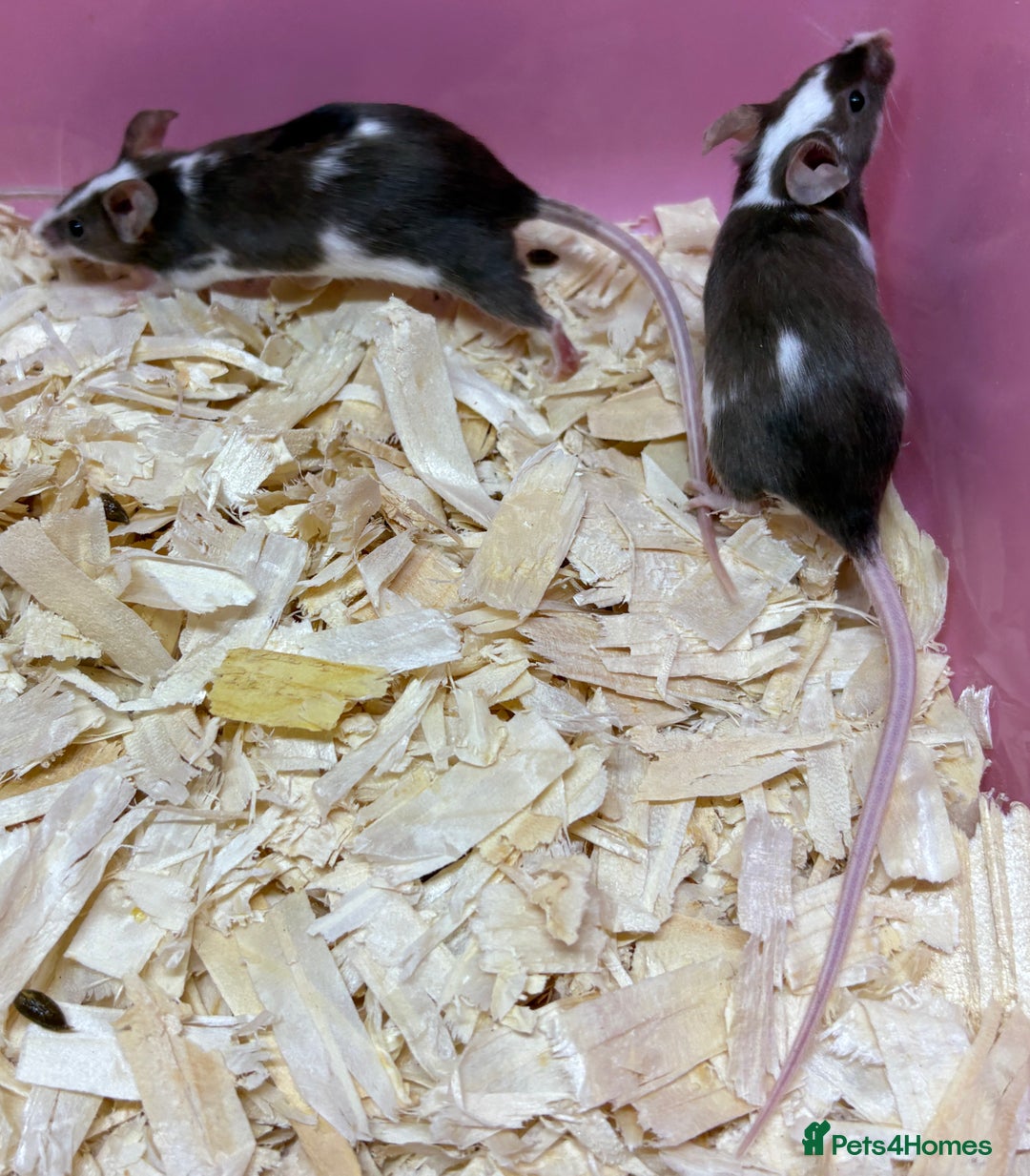 Mouse rodents for sale: Female baby mice ready now  - Image 31