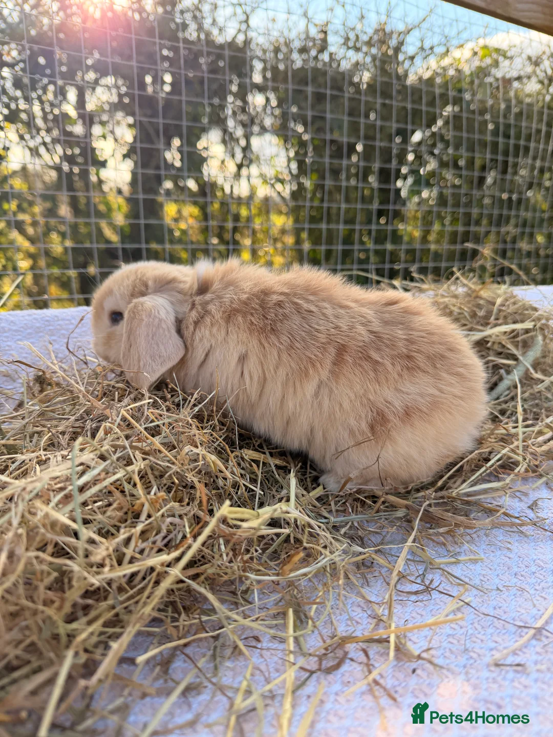 Mini Lop rabbits for sale: Gorgeous mini Lop babies  - Advert 15
