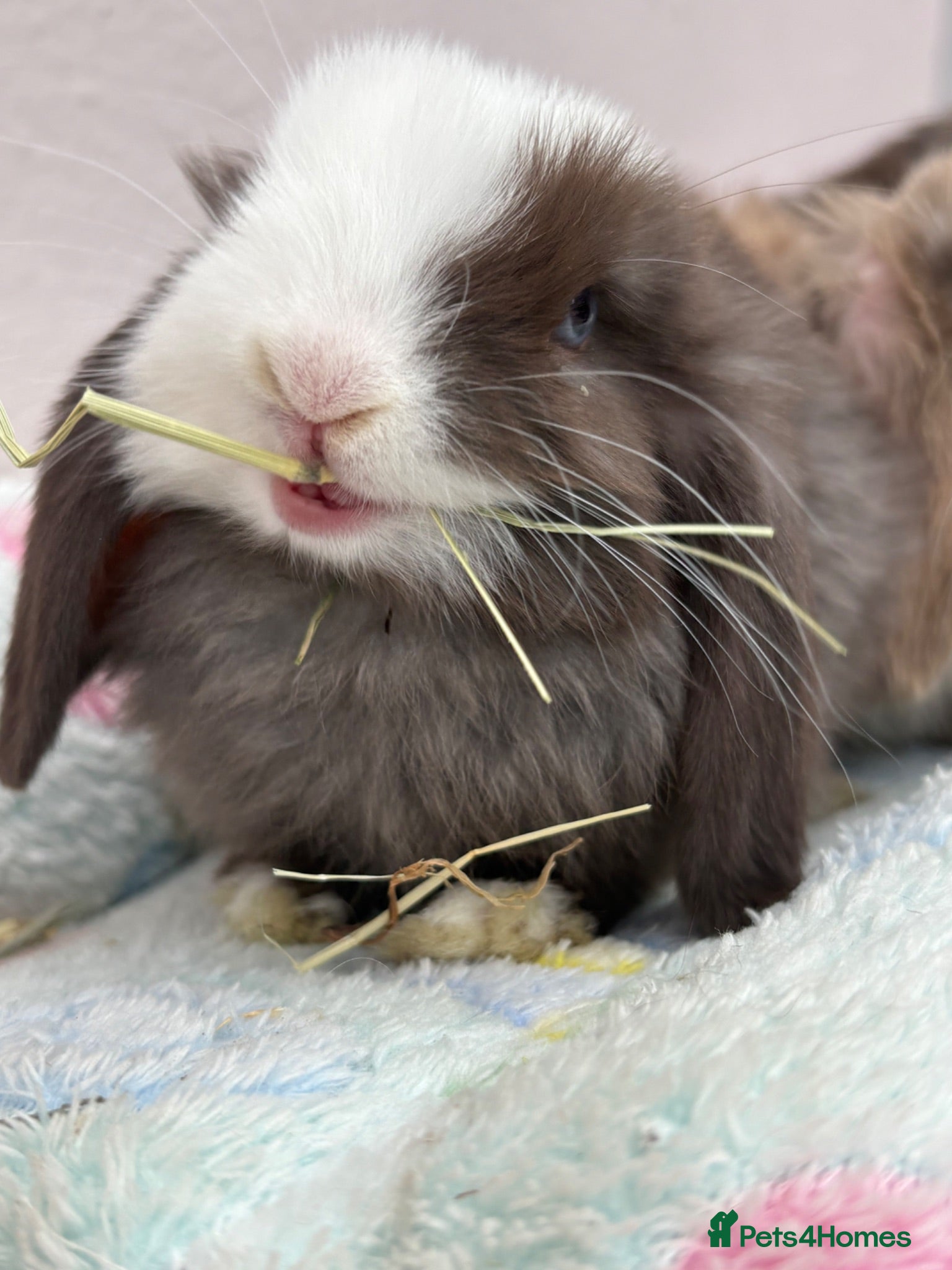 Mini Lop rabbits Mini lops-raised indoors  - Advert 1