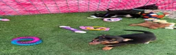 Chihuahua dogs for sale: Beautiful chihuahua puppies - Advert 16