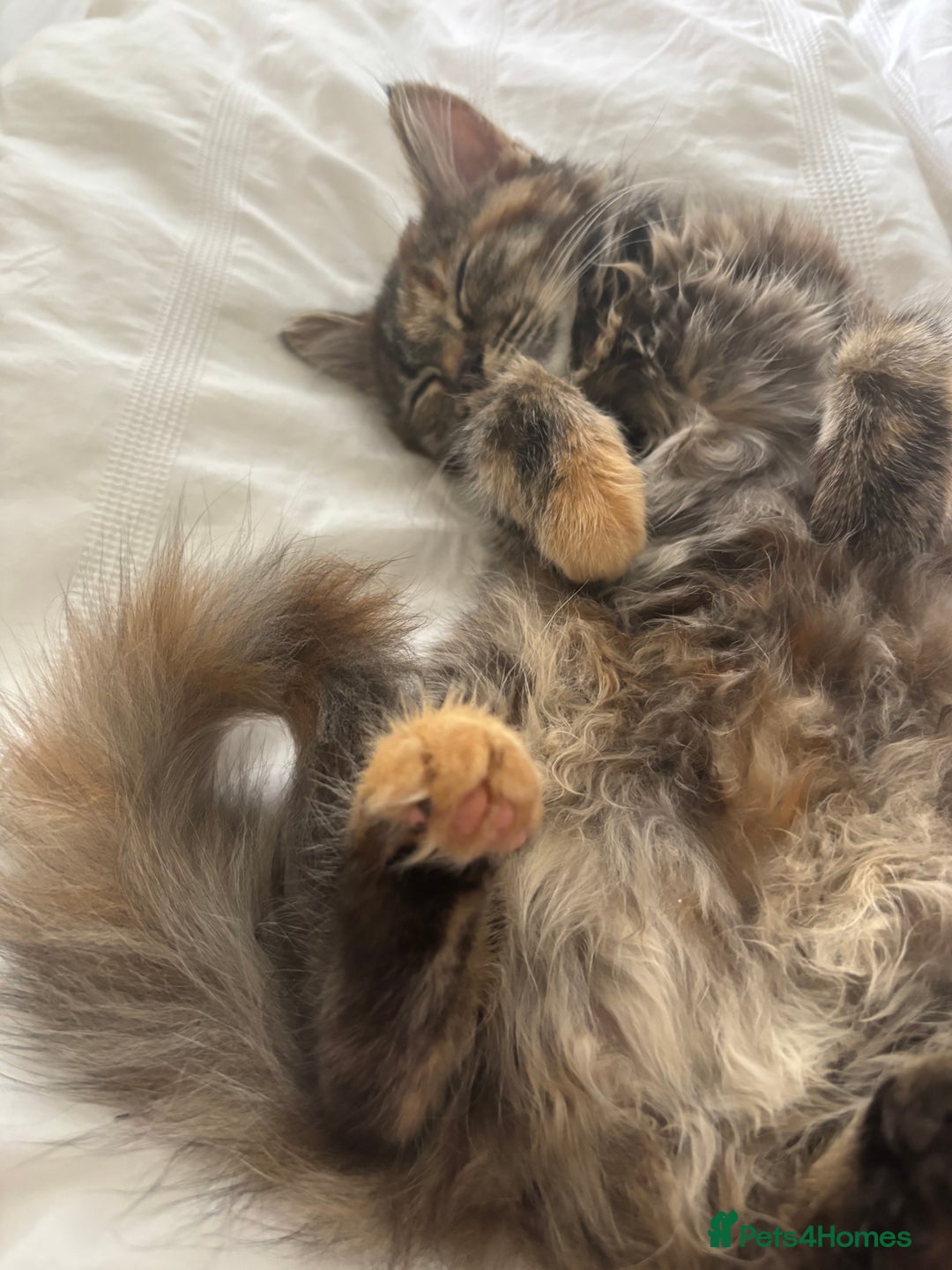 Persian cats for sale: Beautiful Persian x long haired kitten  - Image 16