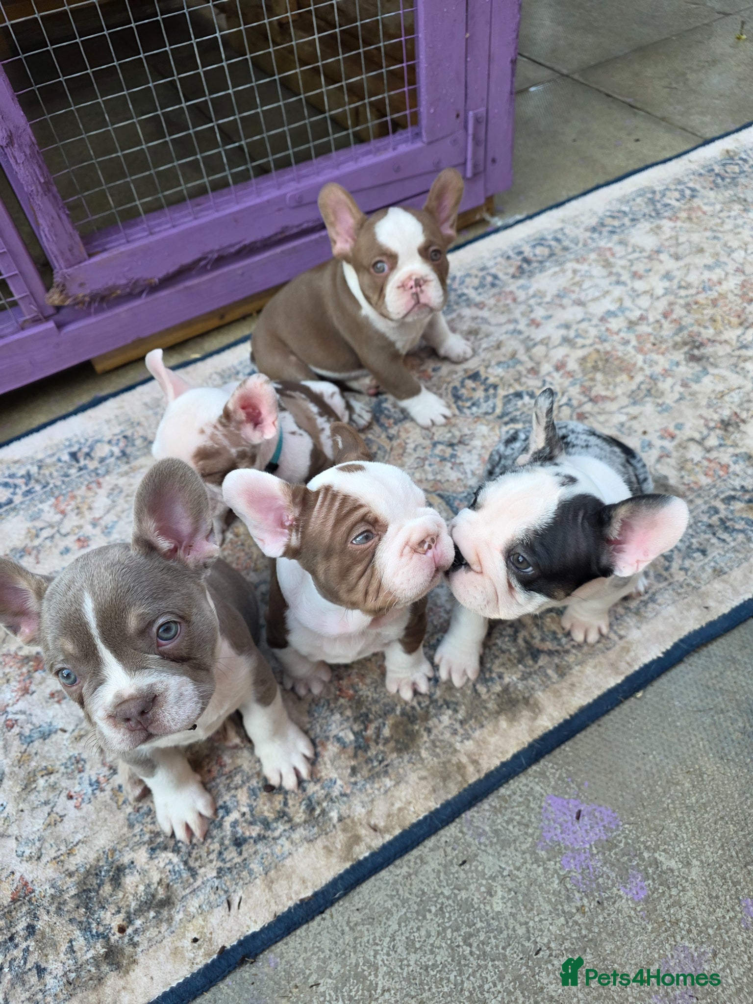 French Bulldog dogs FRENCH BULLDOG  - Advert 6