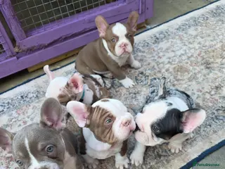 French Bulldog dogs FRENCH BULLDOG - Advert 6