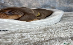 Dachshund dogs for sale: Standered dachunds. Only 2 remain - Image 13