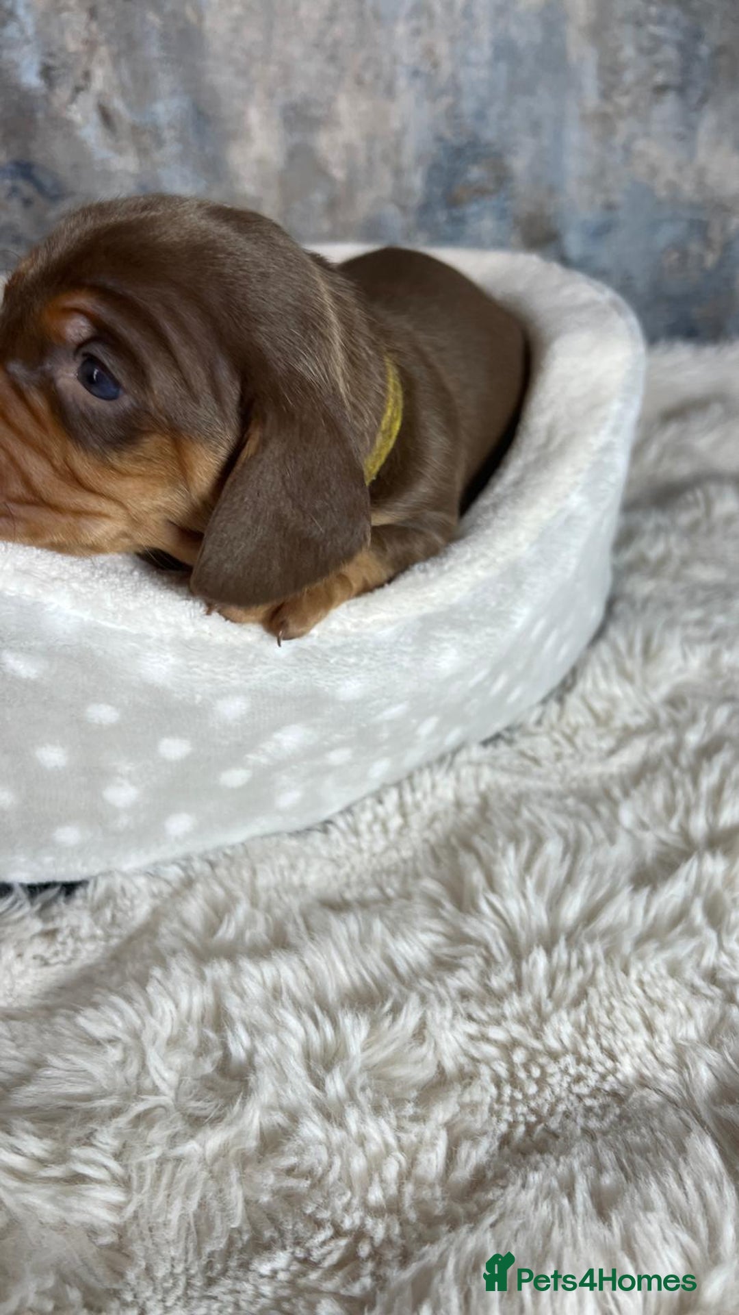 Dachshund dogs for sale: Standered dachunds. Only 2 remain - Image 13