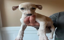 Whippet dogs for sale: Whippet pups  - Image 17