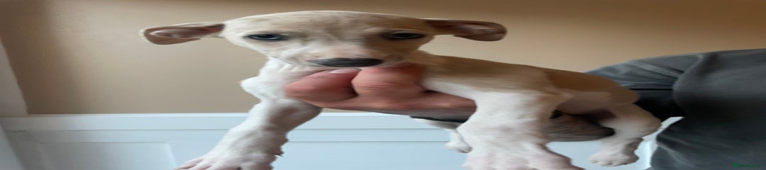 Whippet Puppy 7