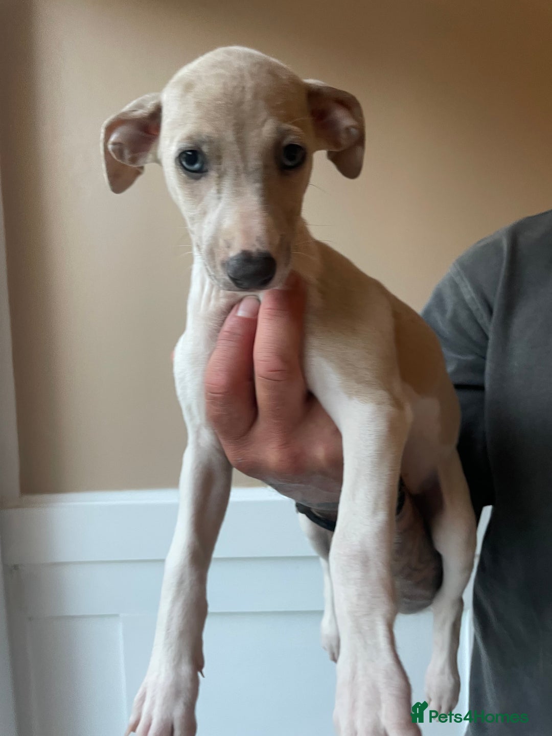 Whippet dogs for sale: Whippet pups  - Image 17