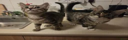 Mixed Breed cats for sale: Selling as pairs only in London - Advert 10