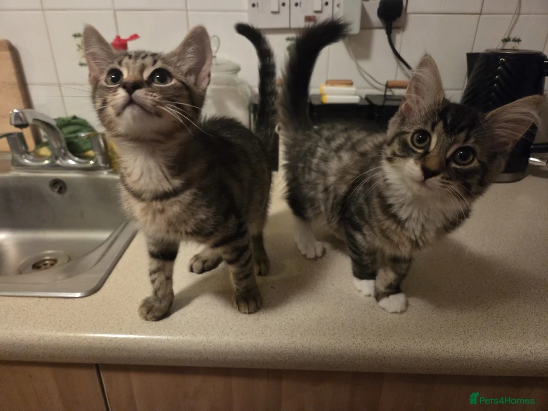 Mixed Breed cats for sale: Selling as pairs only in London - Advert 10